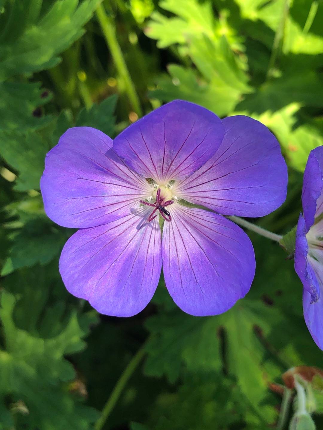 Rensättra trädgård