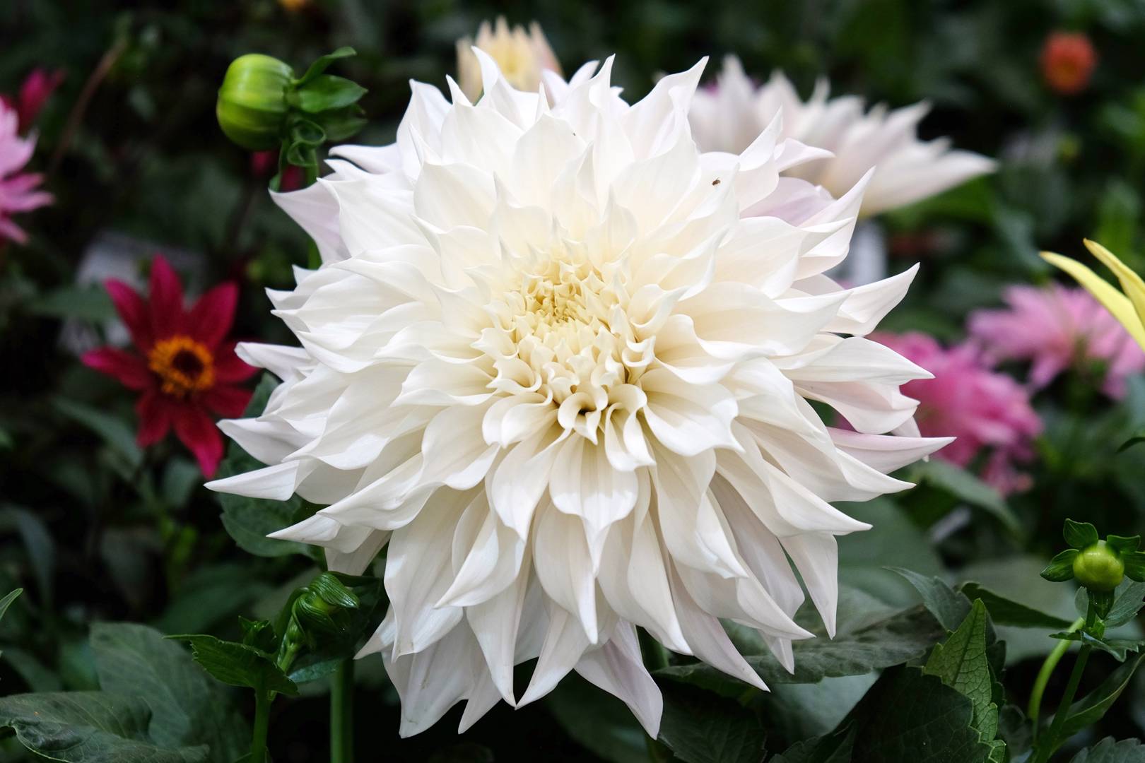 Dahlia White Perfection