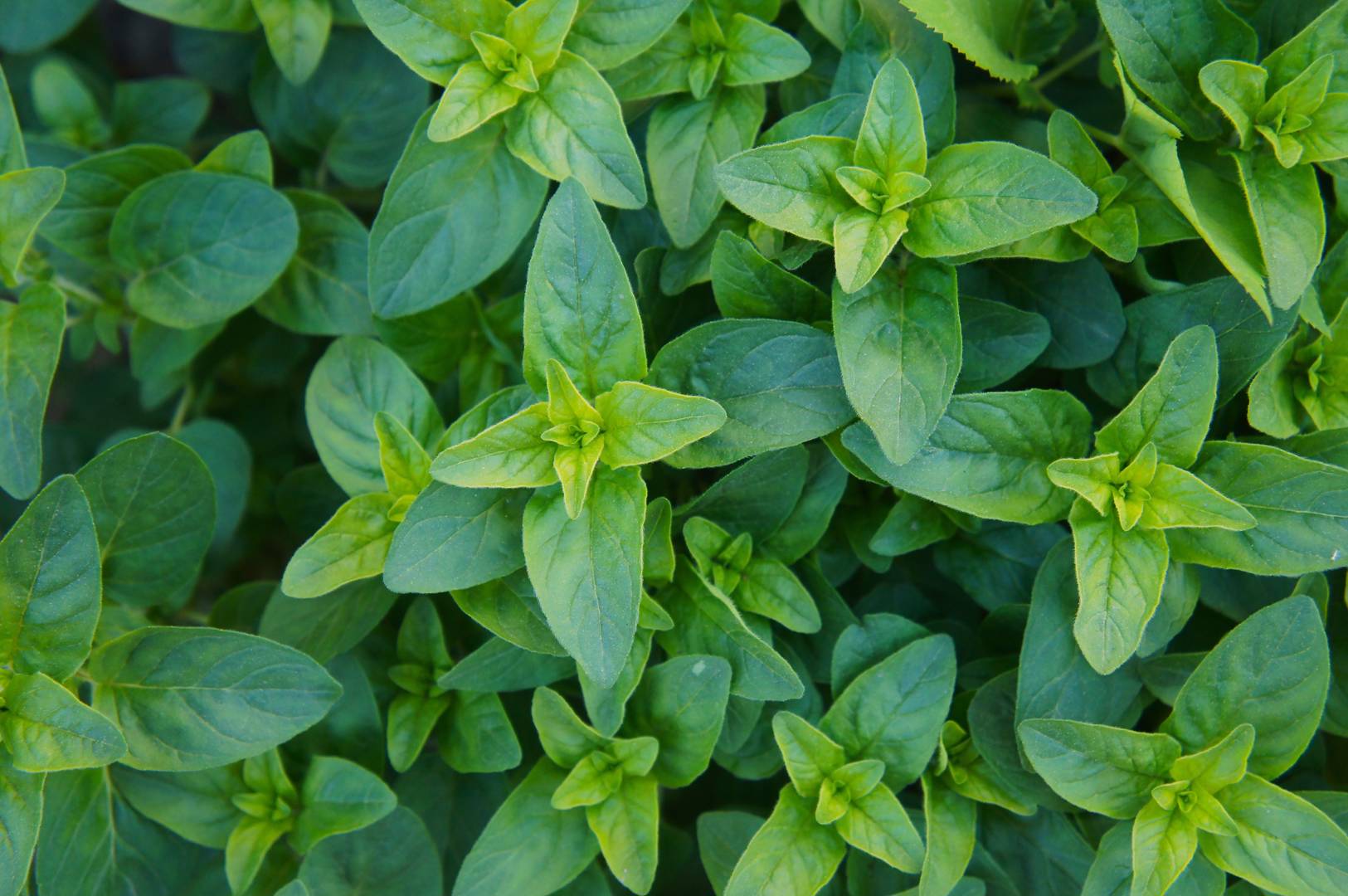 Oregano Compactum