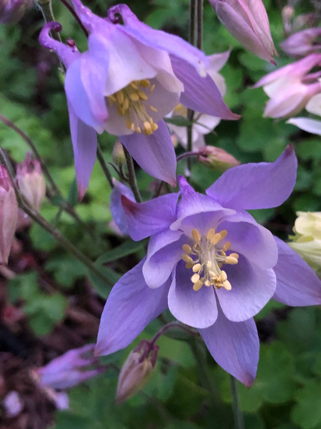 Rensättra trädgård