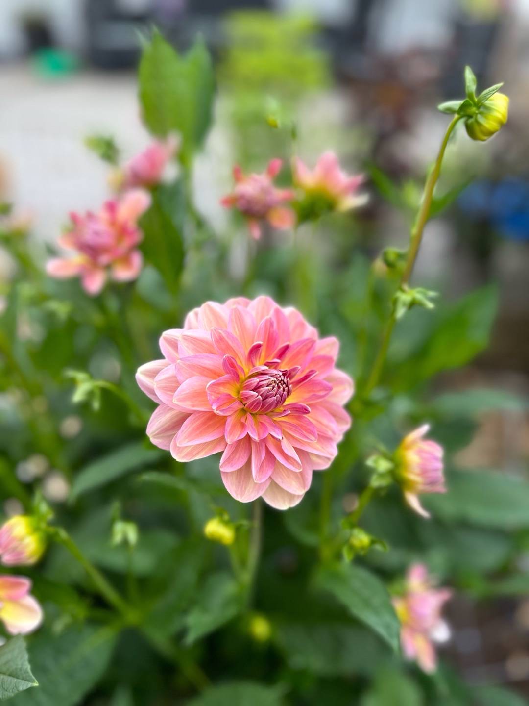 Dahlia Hapet Old Charm