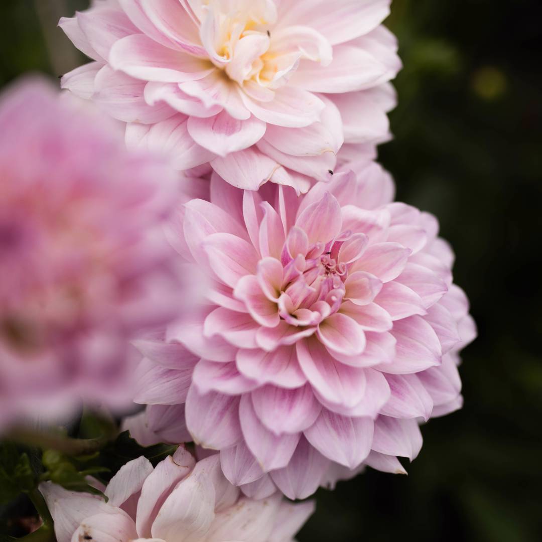 Dahlia Tropical Dream