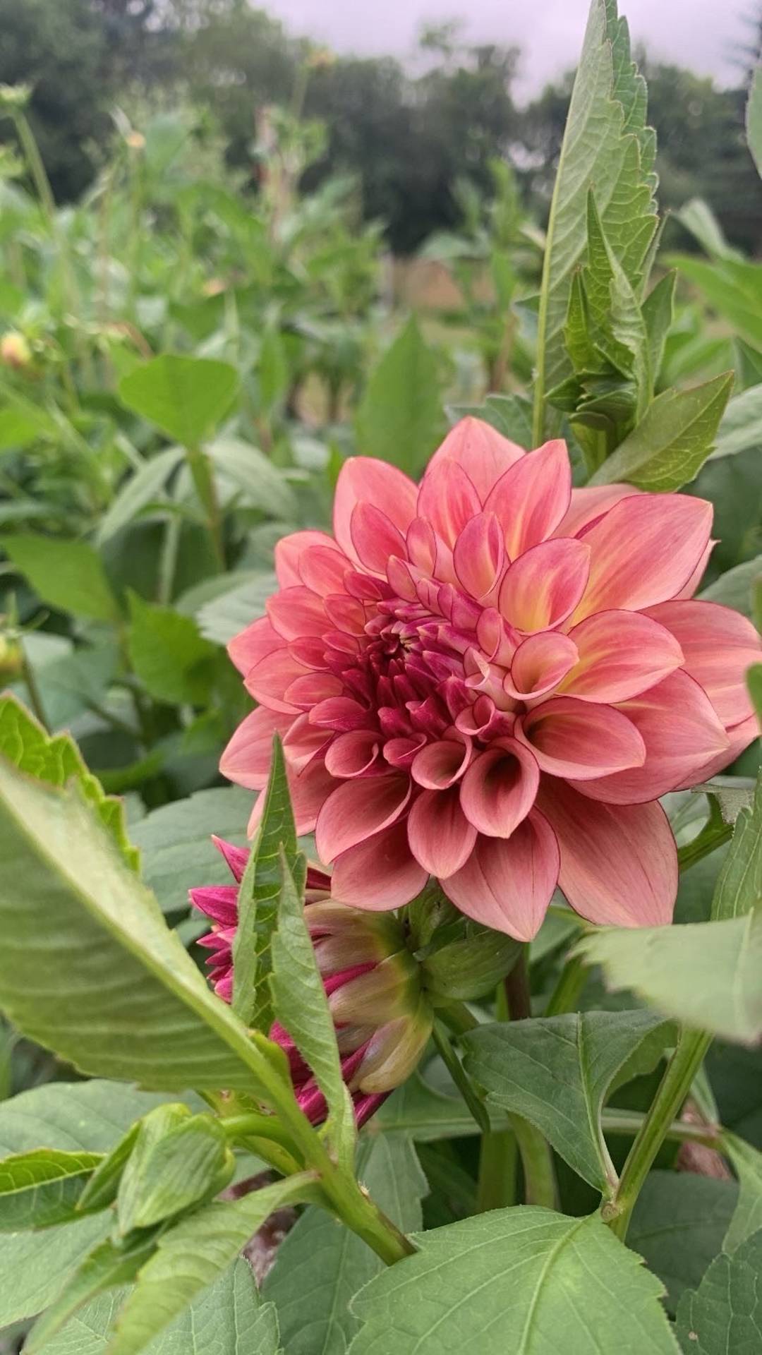 ModerjordsTrädgård