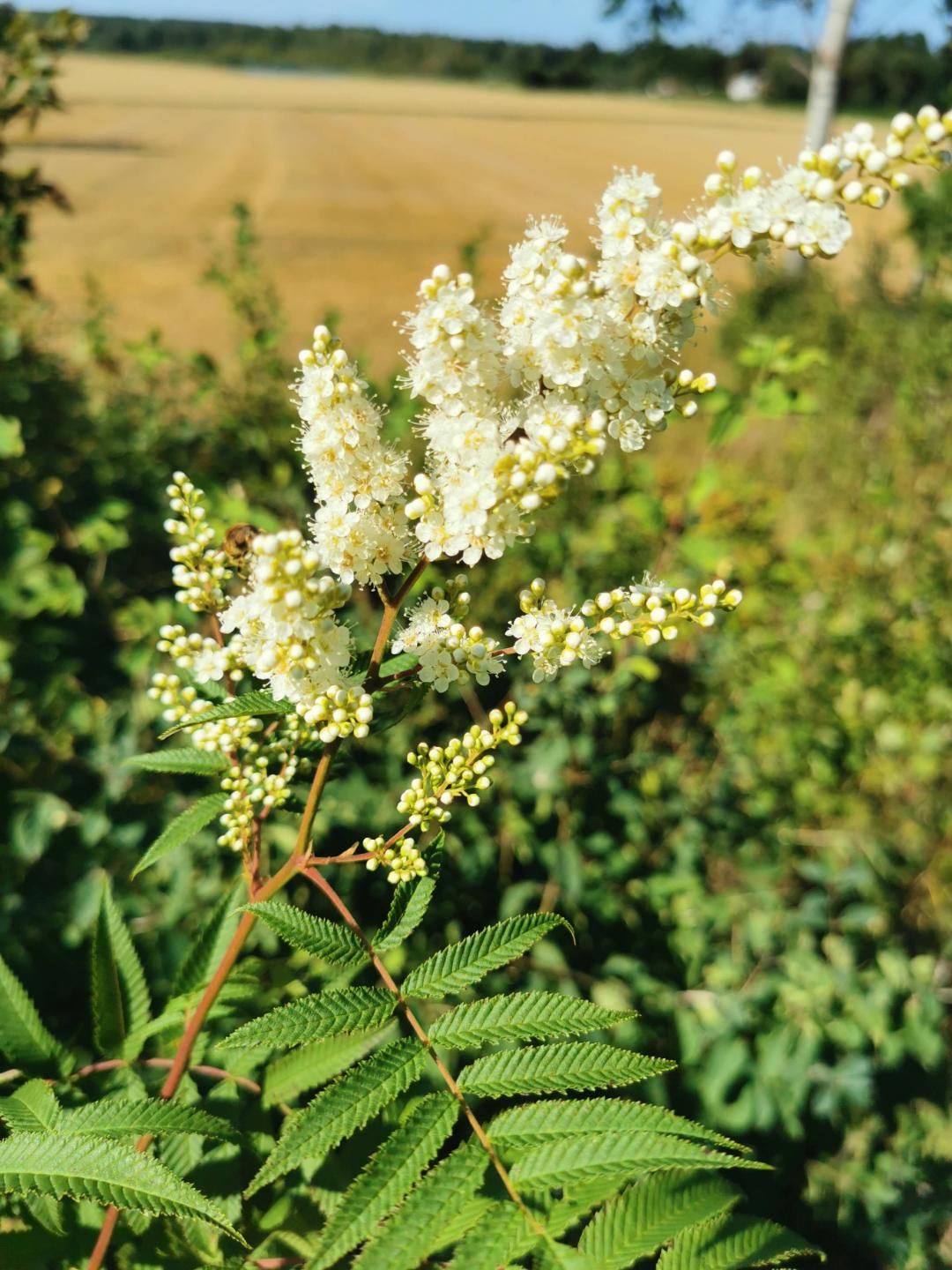 Rönnspirea Pia