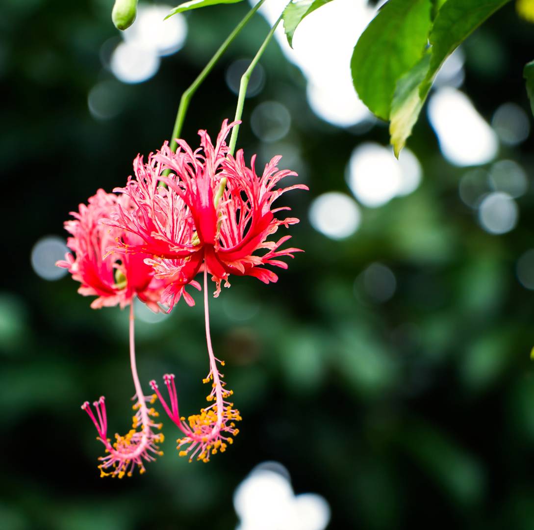 Fjäderhibiskus 