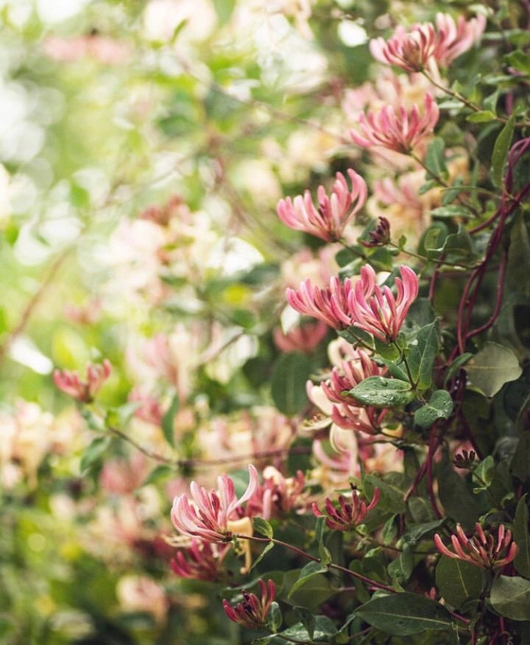 Där knoppar brister