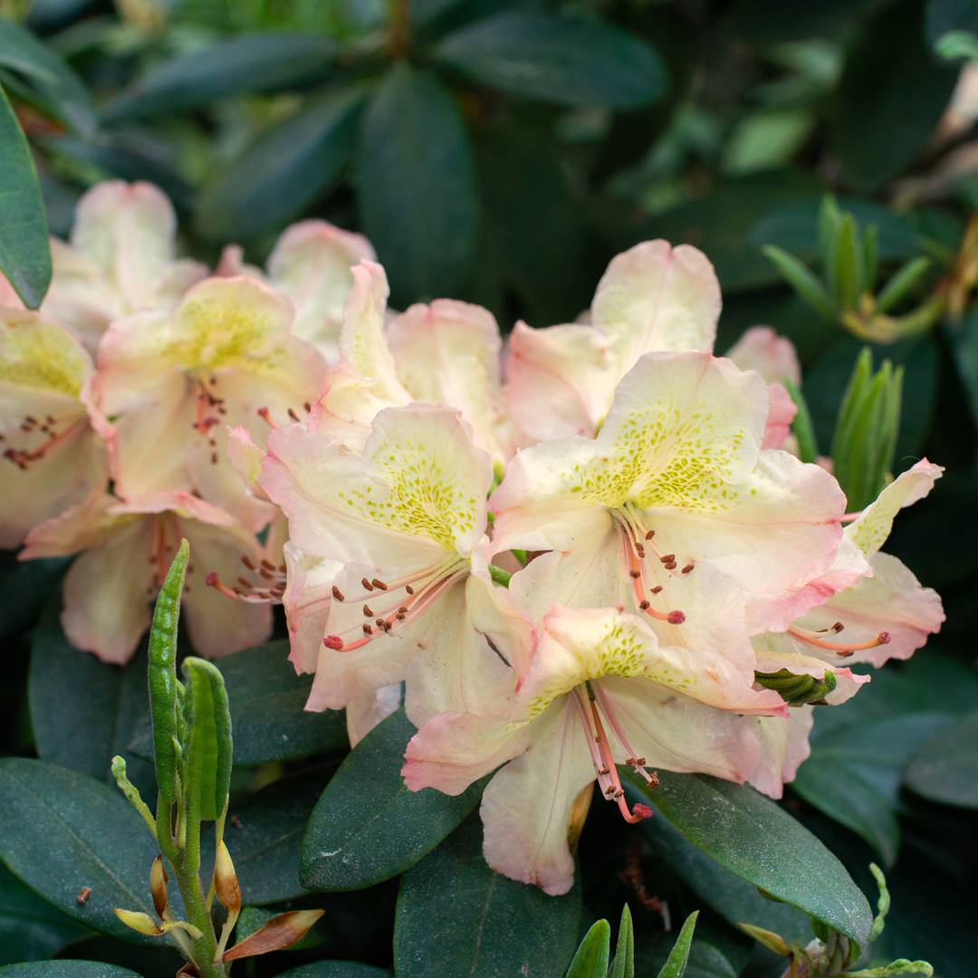Rhododendron Belkanto