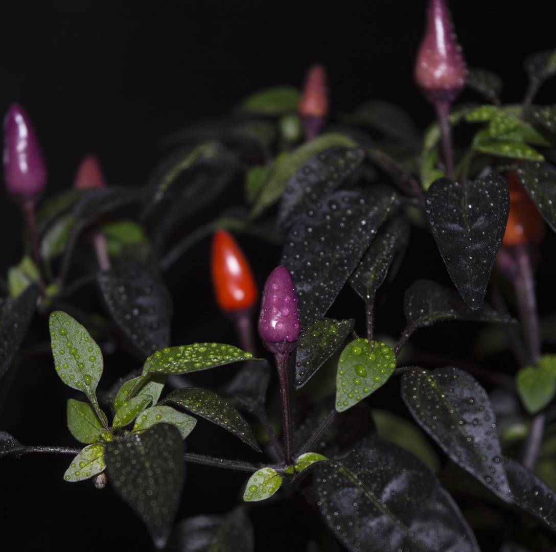 Chilipeppar Explosive Ember