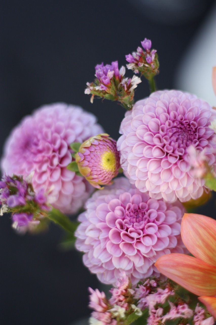 Dahlia Lipoma