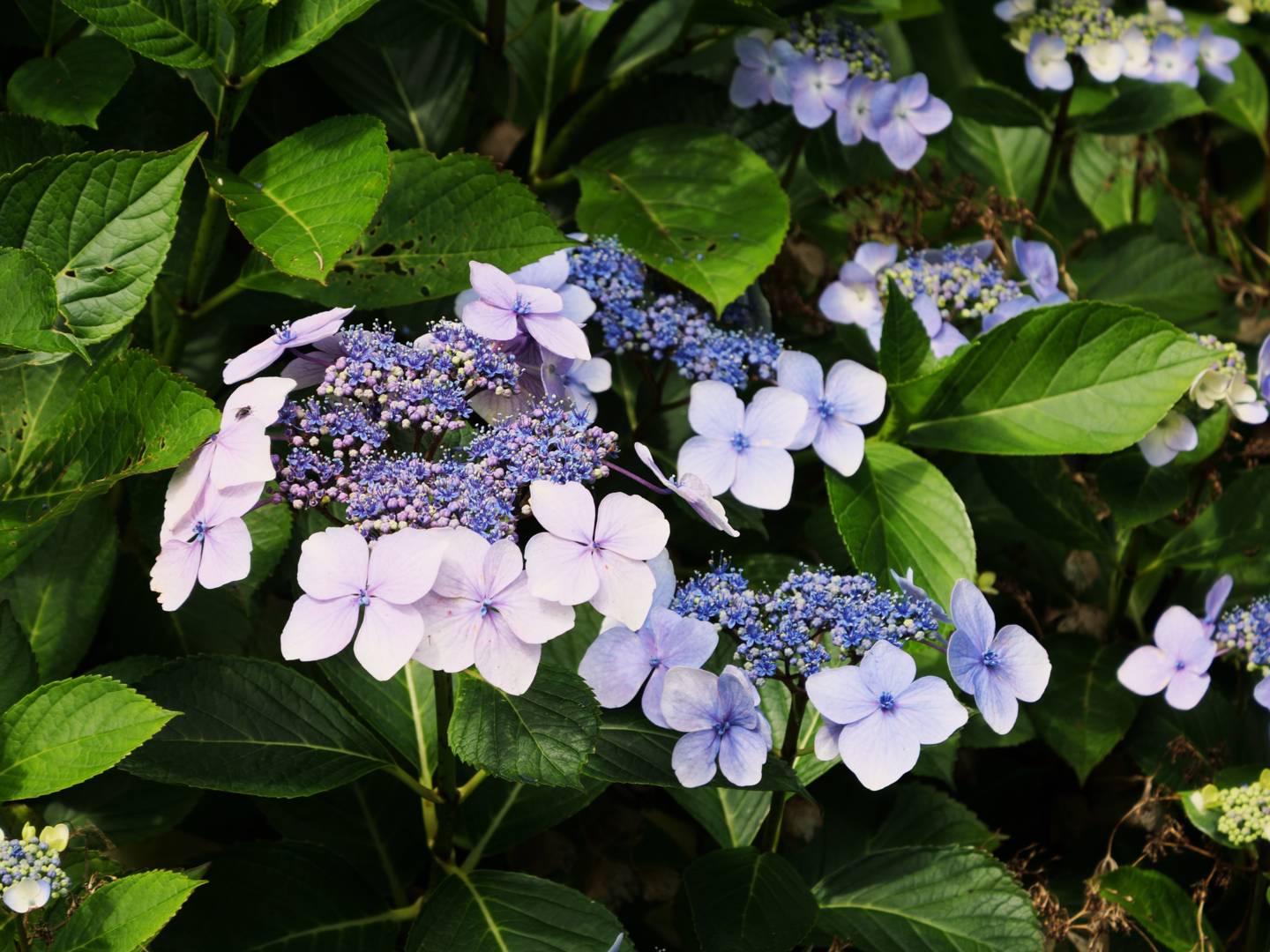 Purpurhortensia Koreana