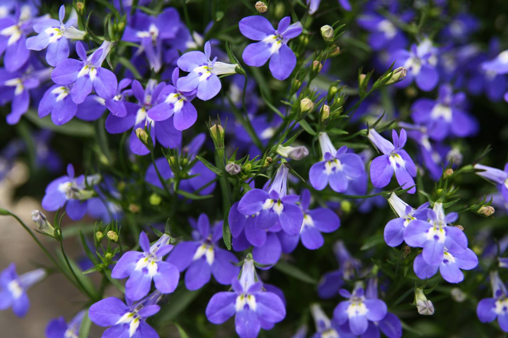 Kantlobelia 