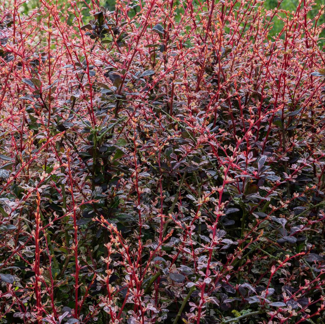 Röd Häckberberis Rose Glow