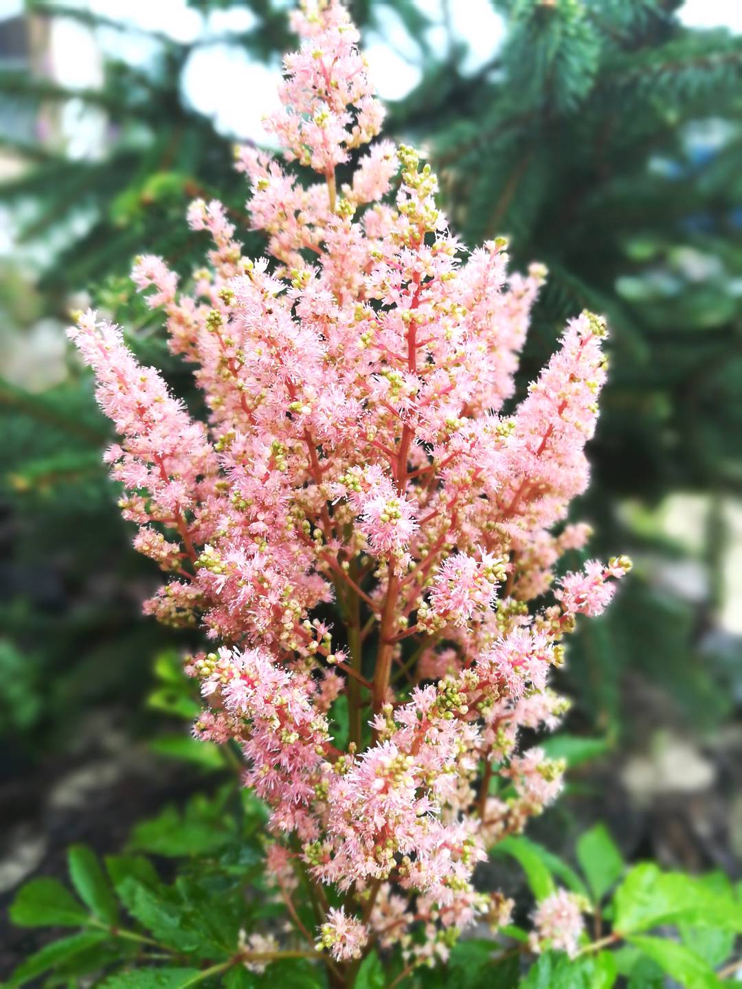Astilbe Look at me