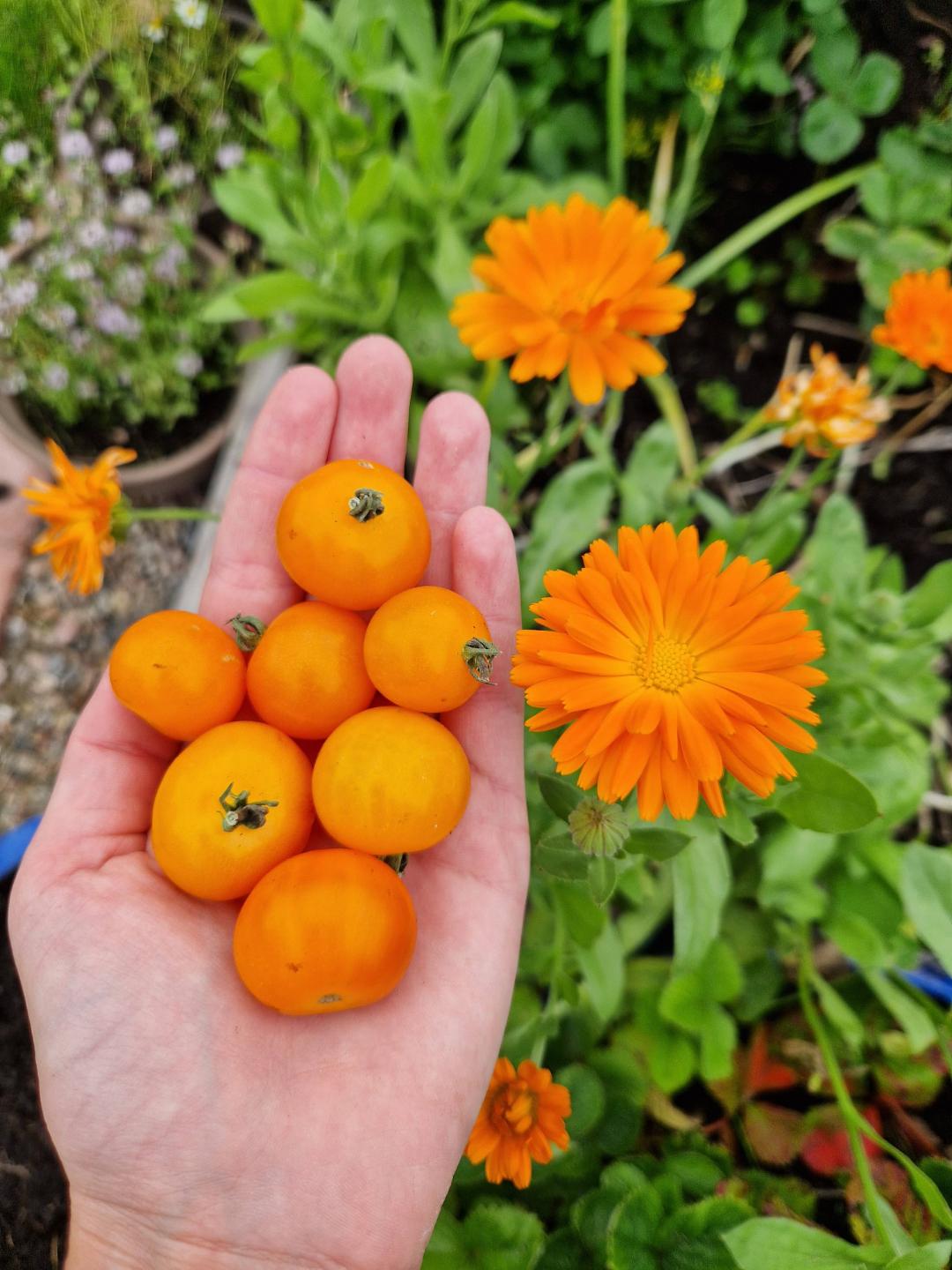 Körsbärstomat Orange Dream