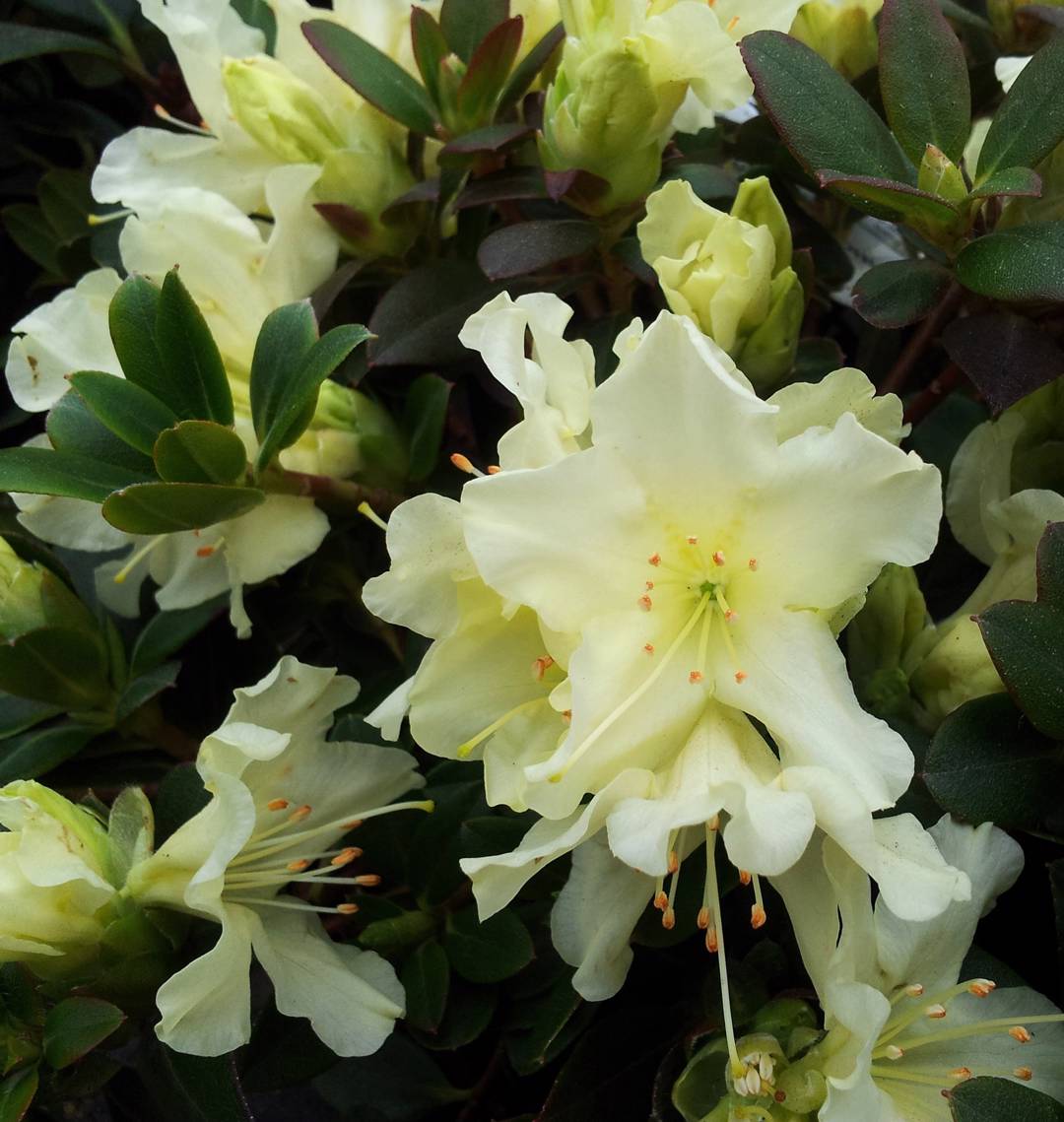 Rhododendron Patty Bee