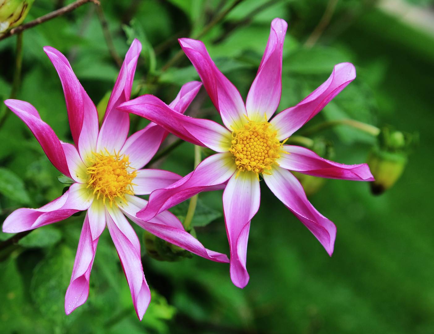 Dahlia Honka Pink