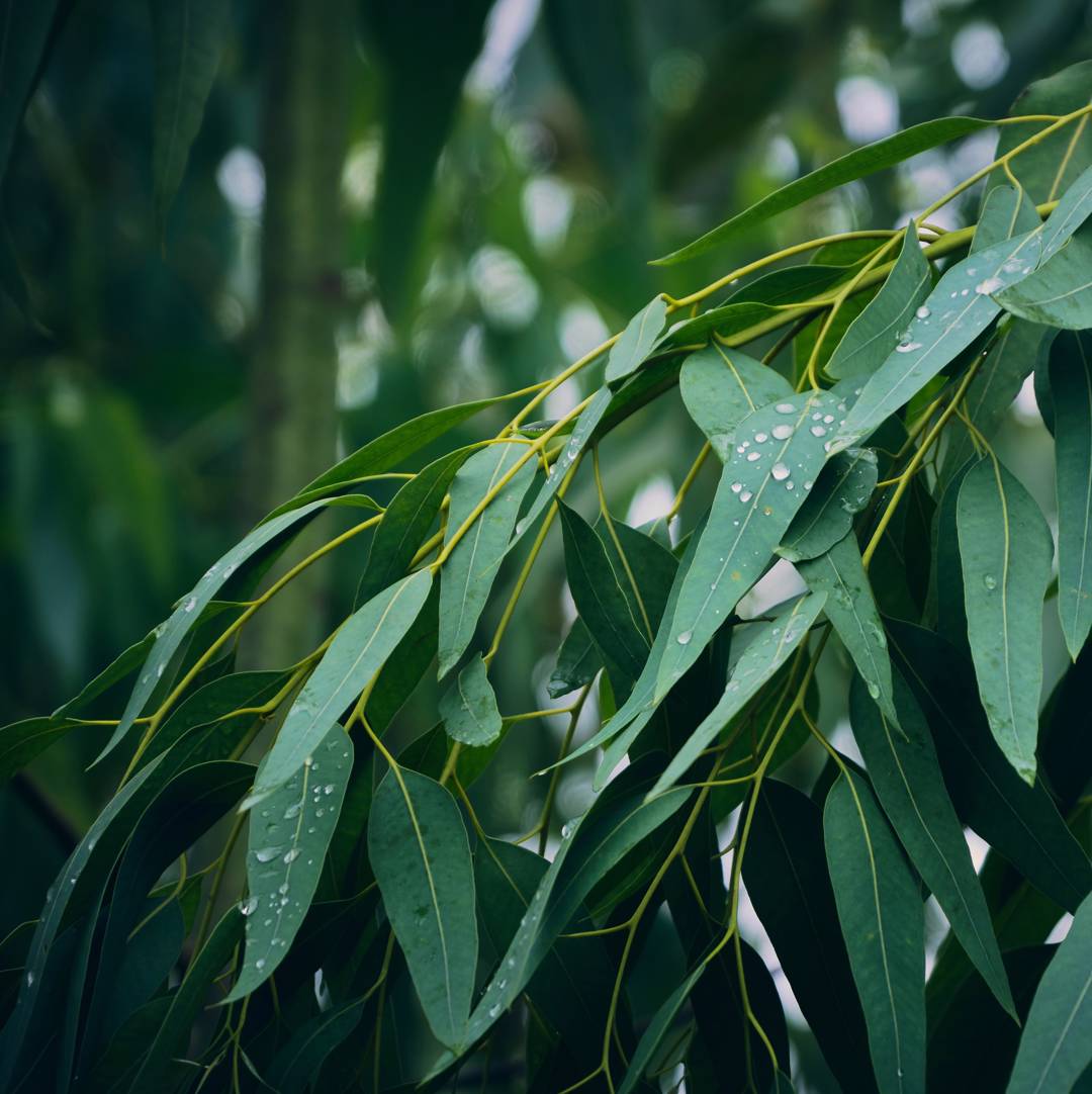 Eukalyptus 