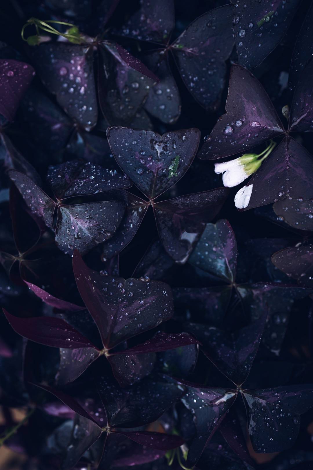 Triangeloxalis 