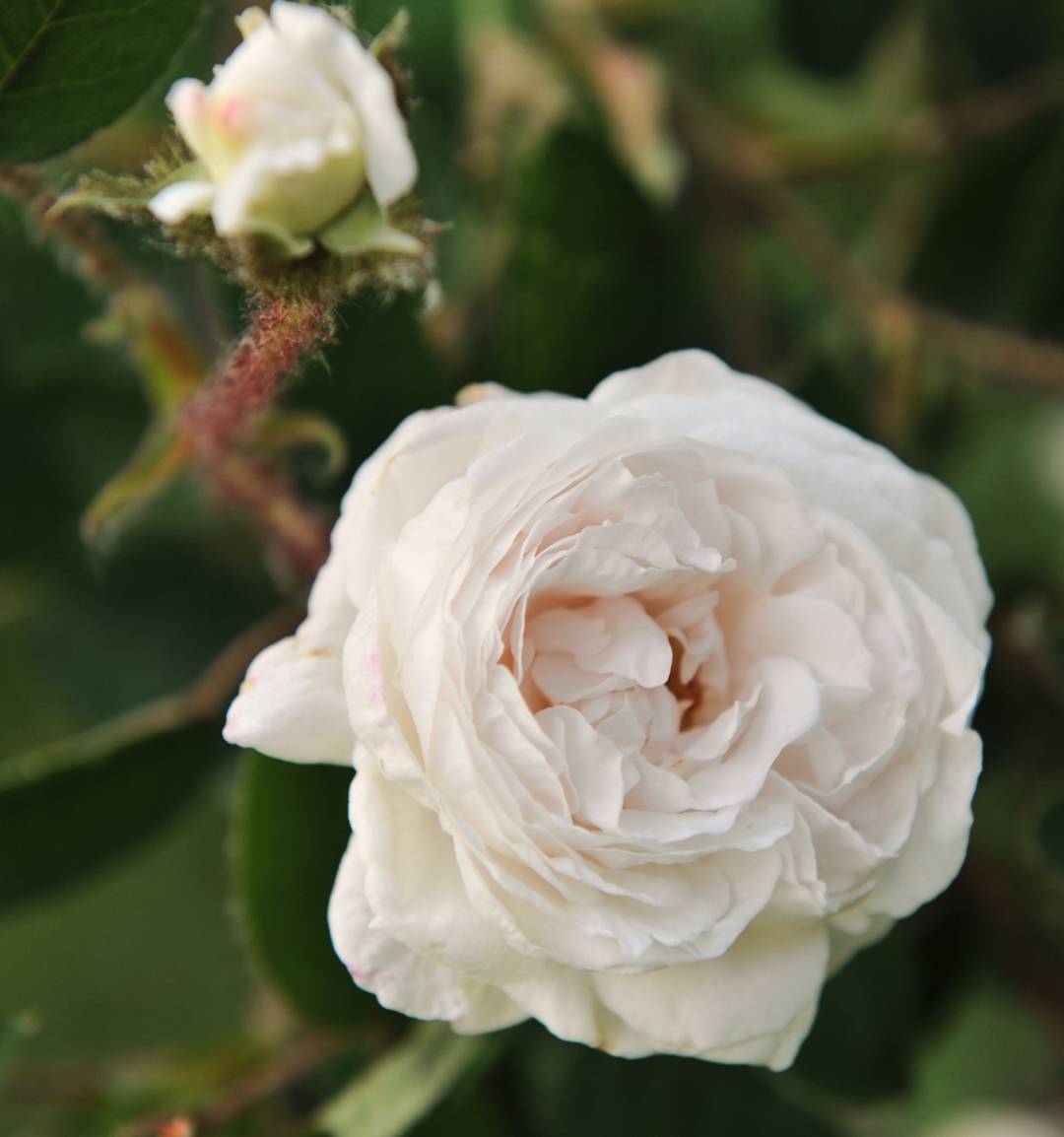 Ros Blanche Moreau