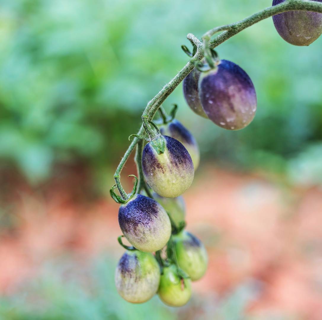 Plommontomat Indigo Kumquat