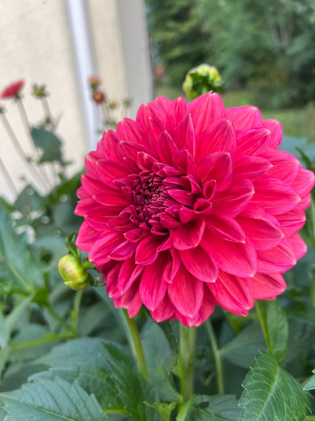 Dahlia Perch Hill