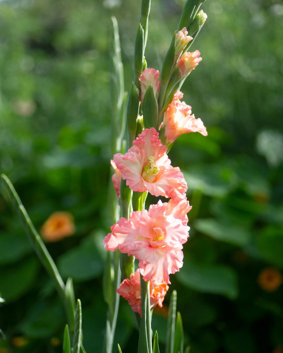 Gladiol Le Belle Jolie
