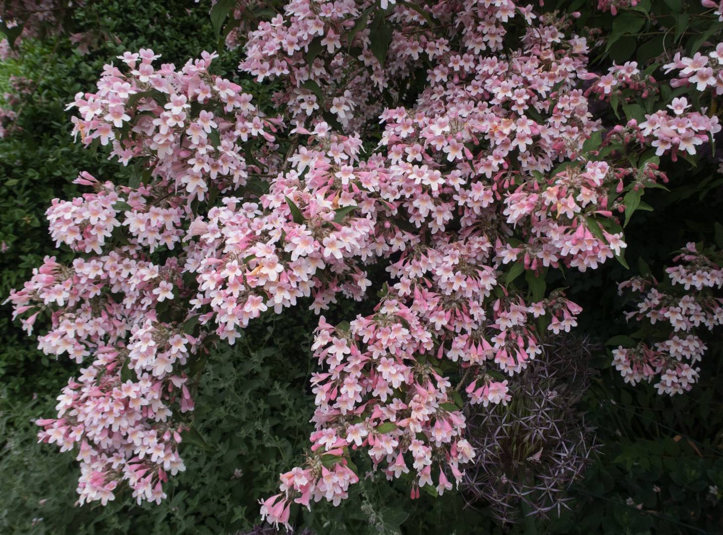 Paradisbuske Pink Cloud