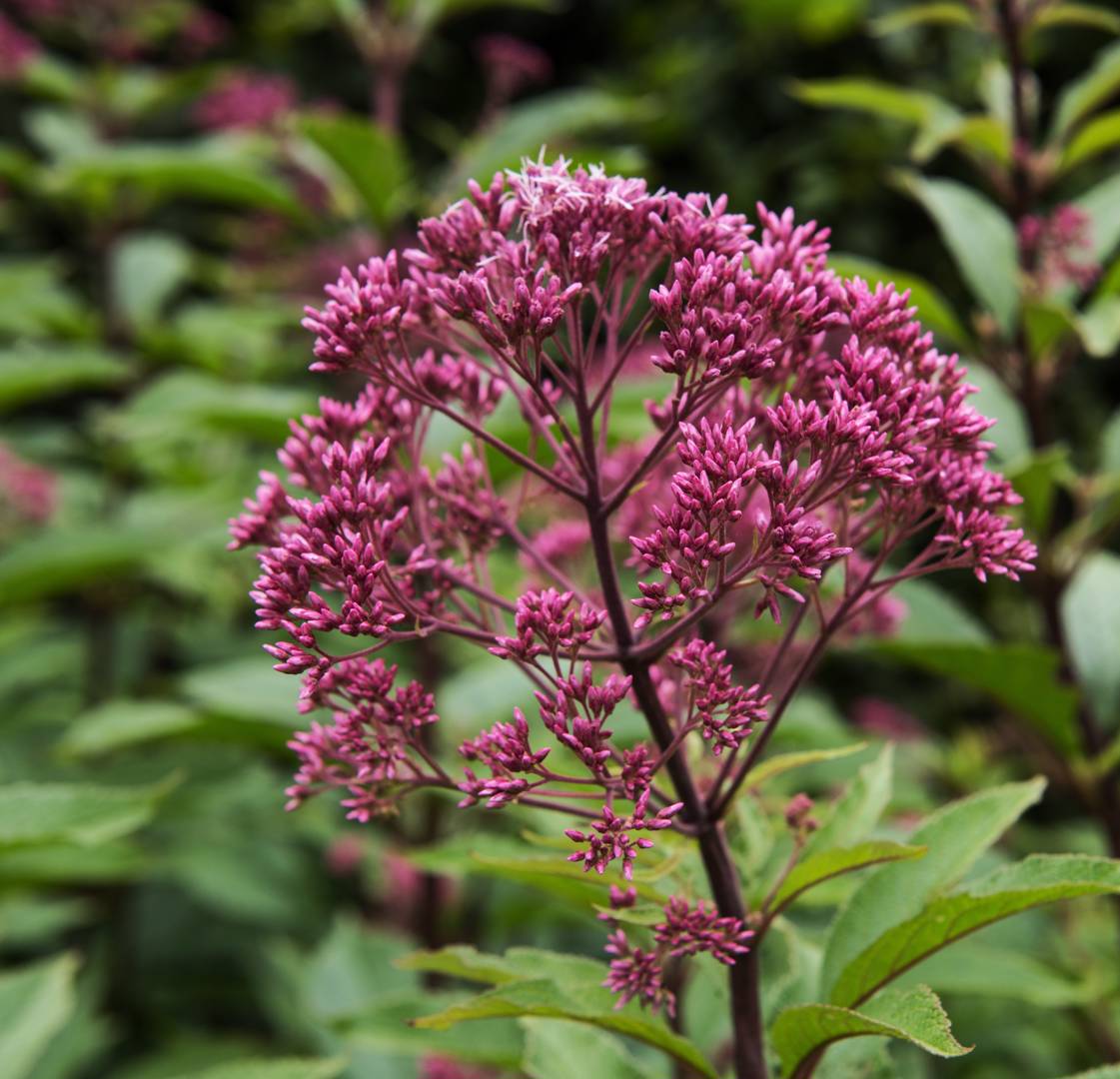 Fläckflockel Atropurpureum