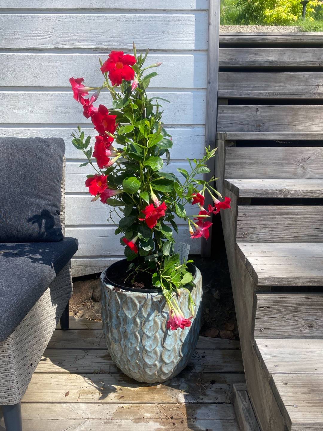 Bägarranka Sundaville Red