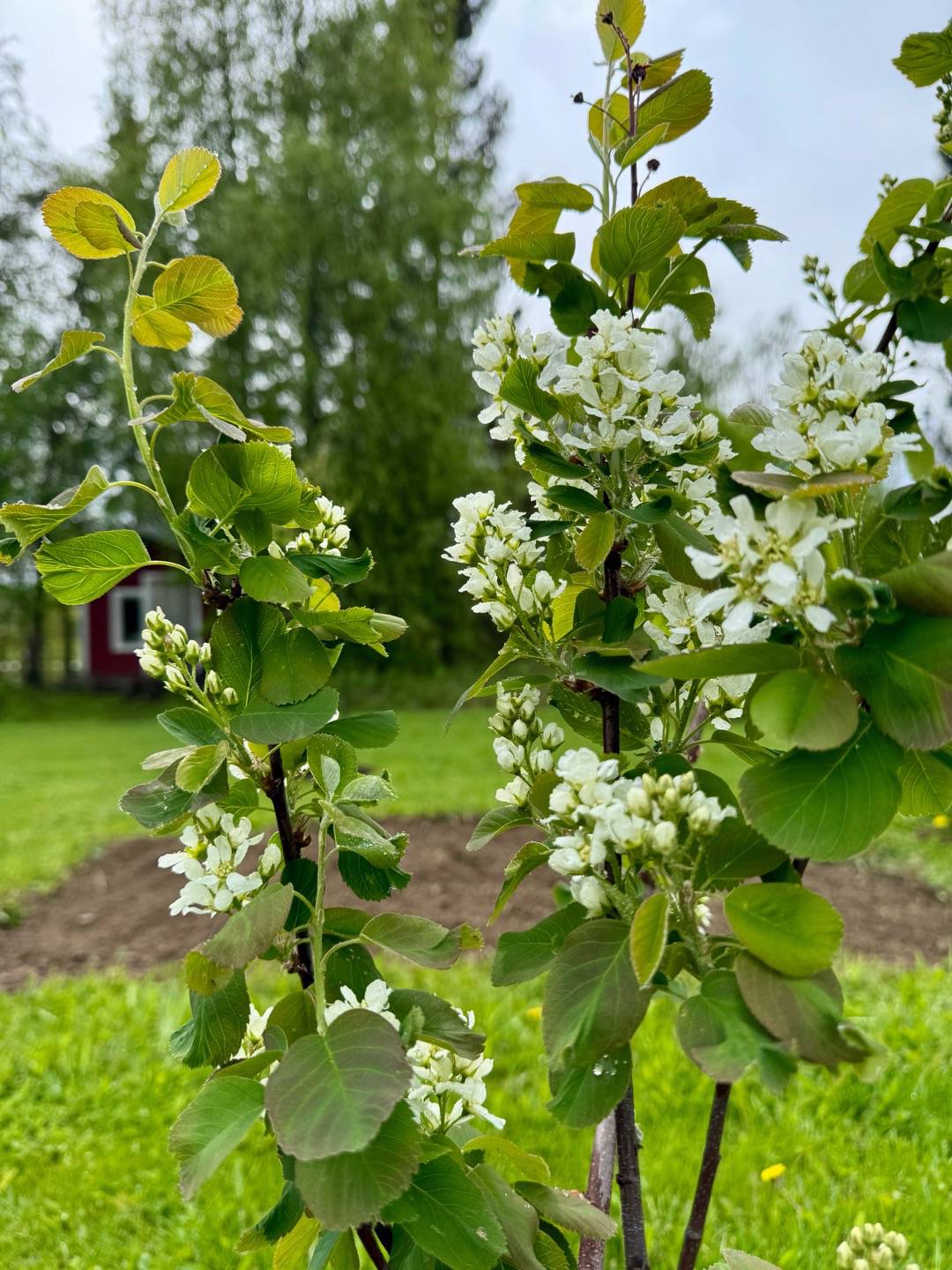 Oh!Garden - Bärhäggmispel Martin