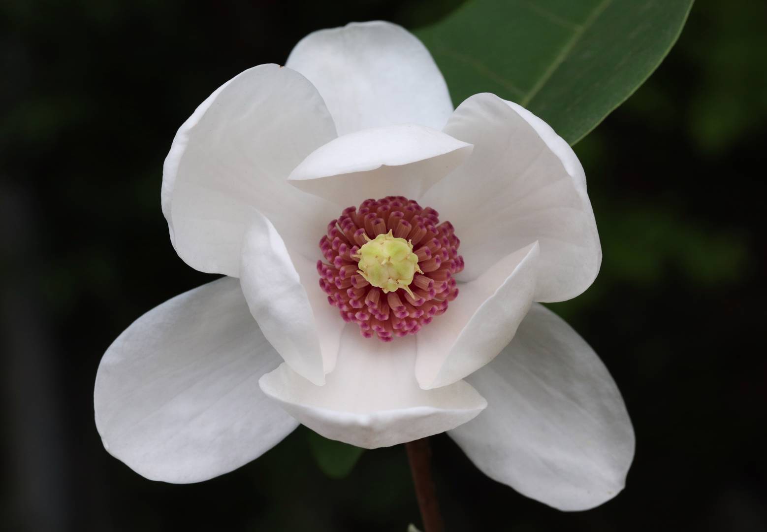 Buskmagnolia 