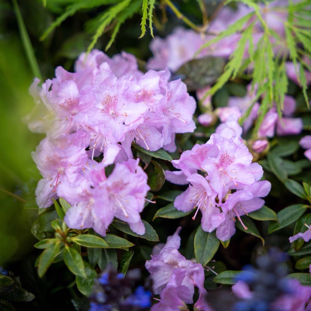 Rhododendron Robert Seleger