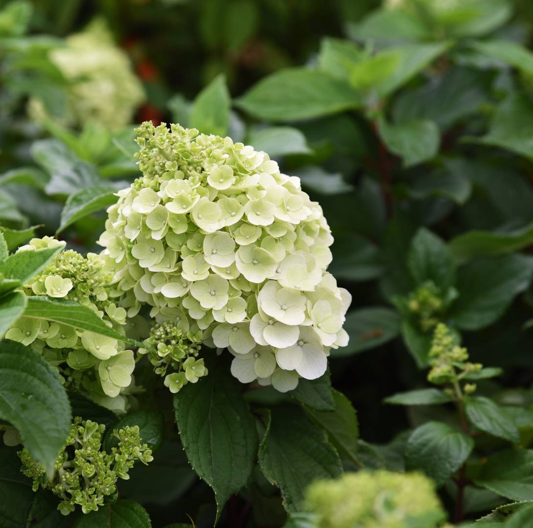 Syrenhortensia Magical Mont Blanc