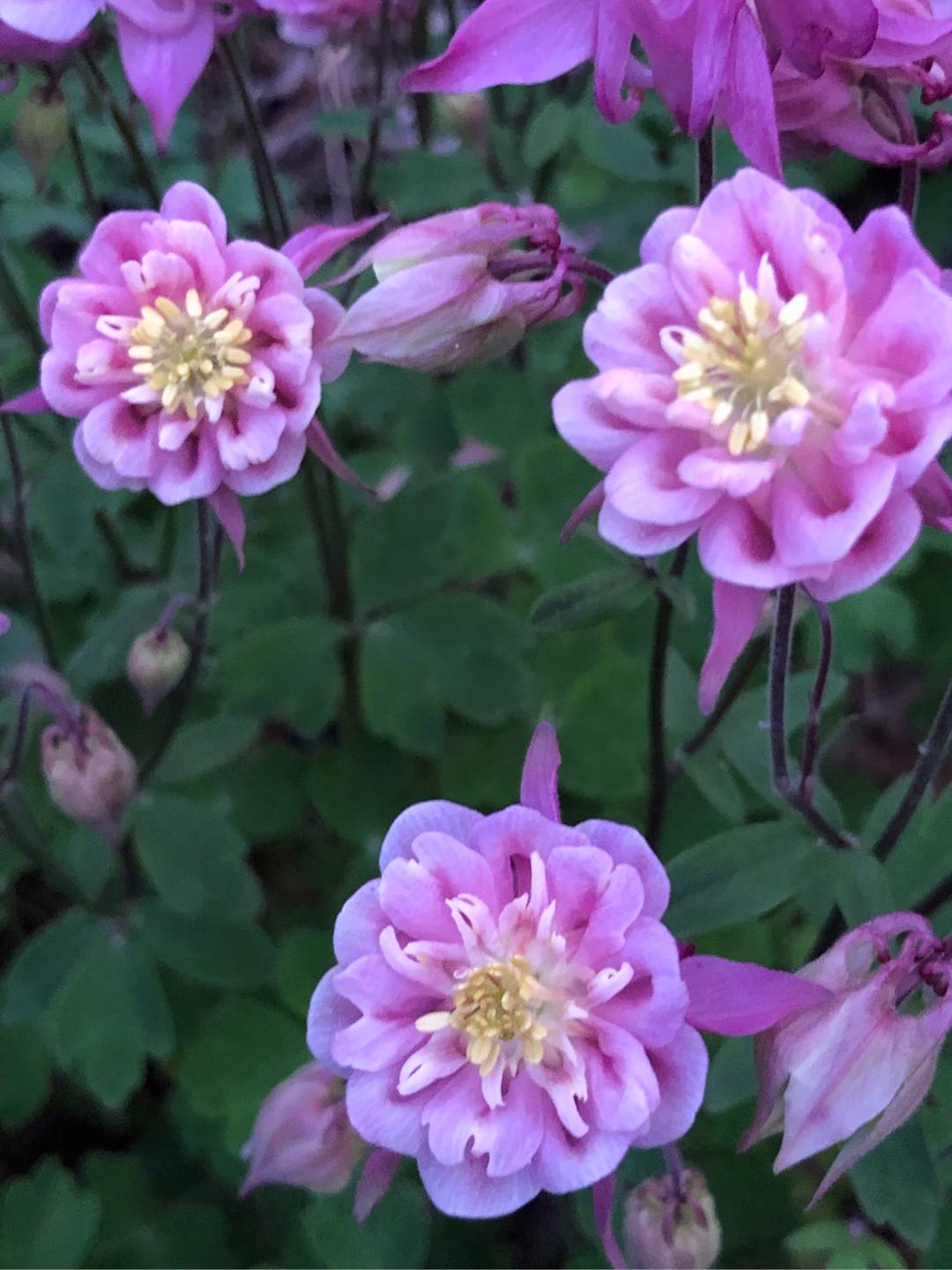 Rensättra trädgård