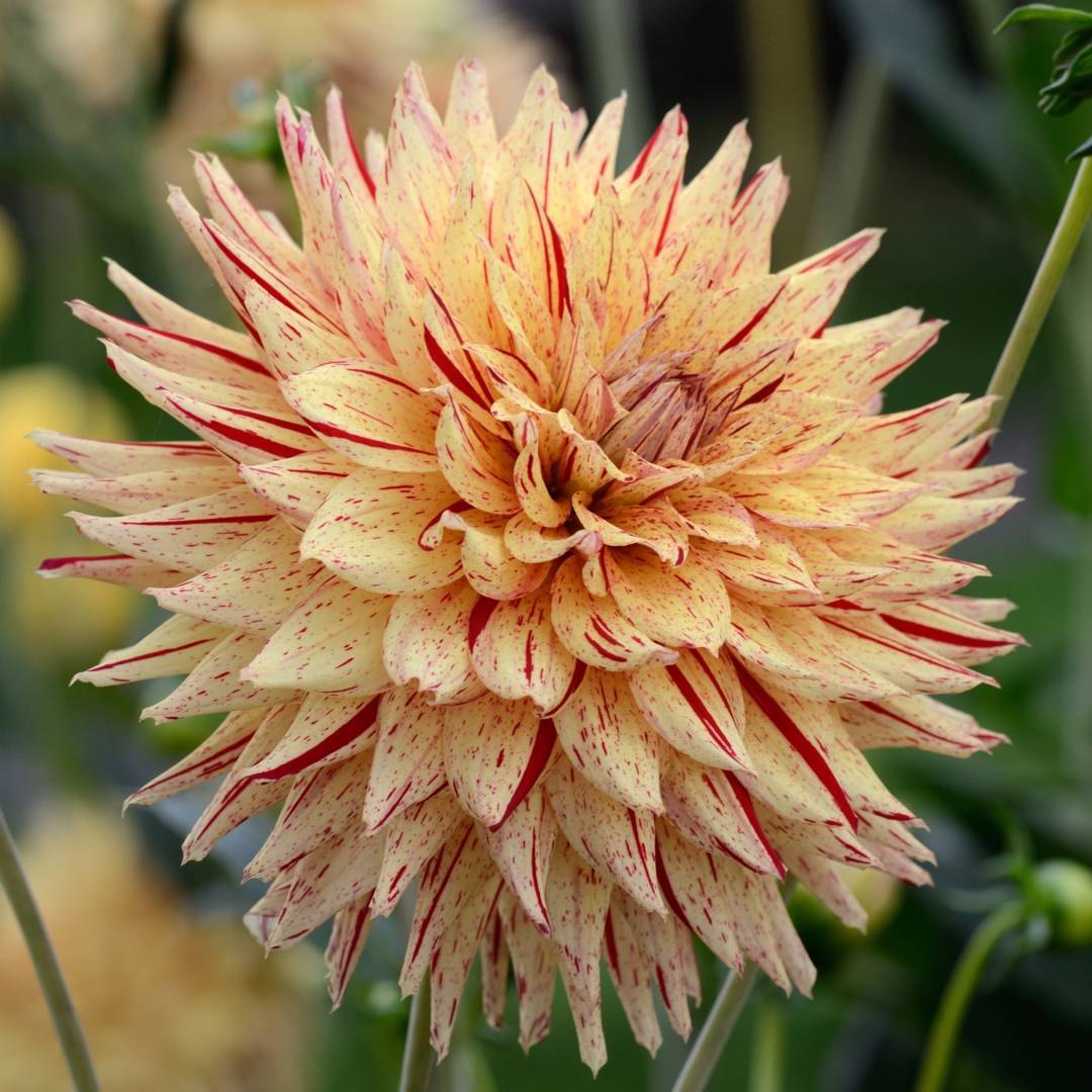 Dahlia Hy Pimento