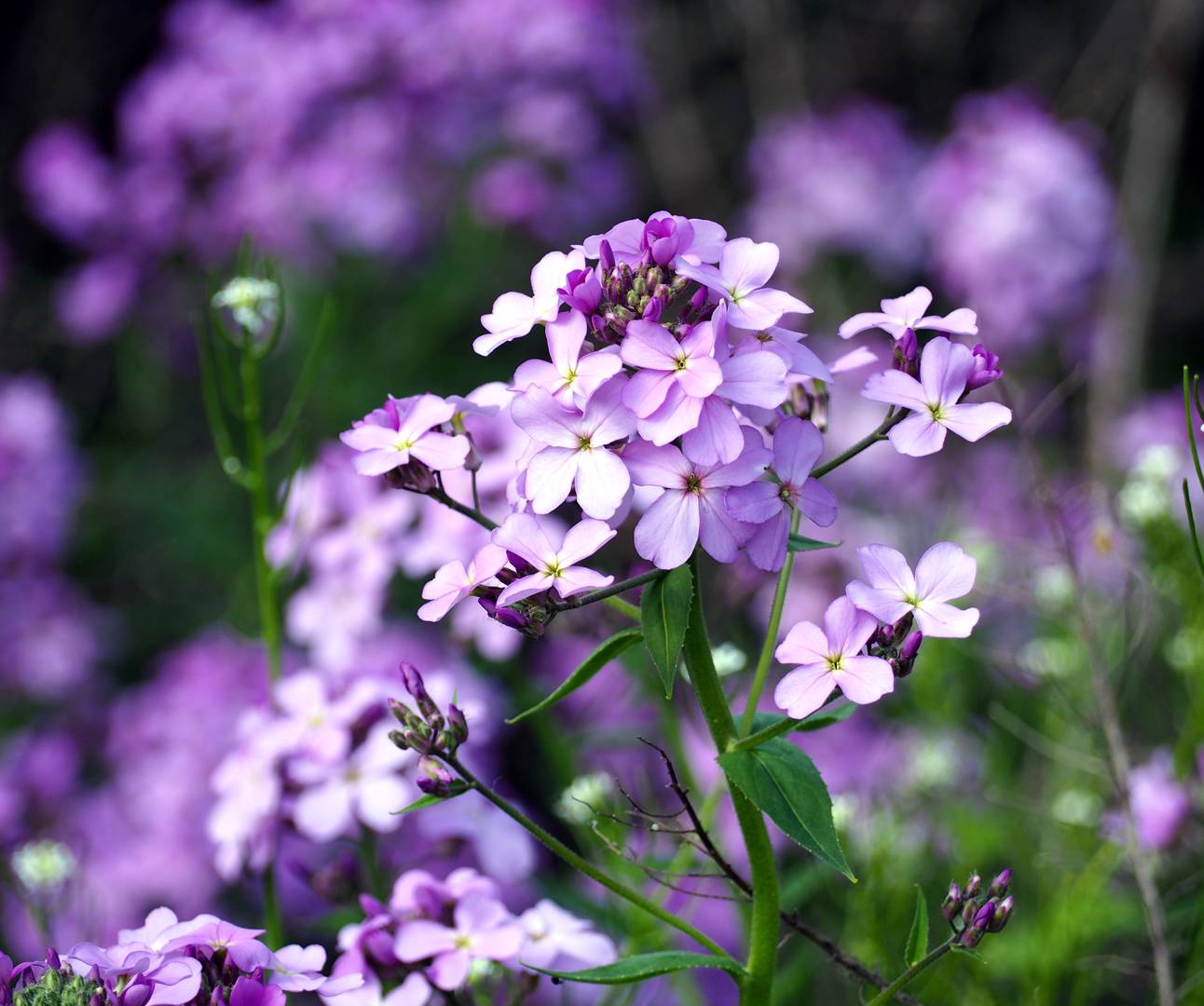 Hesperis 