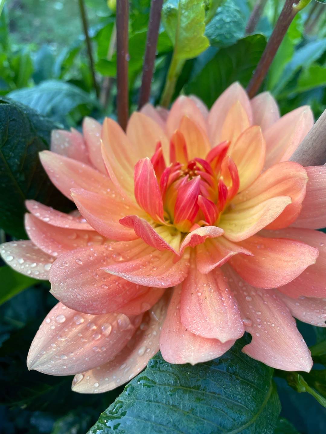 Dahlia Rancho