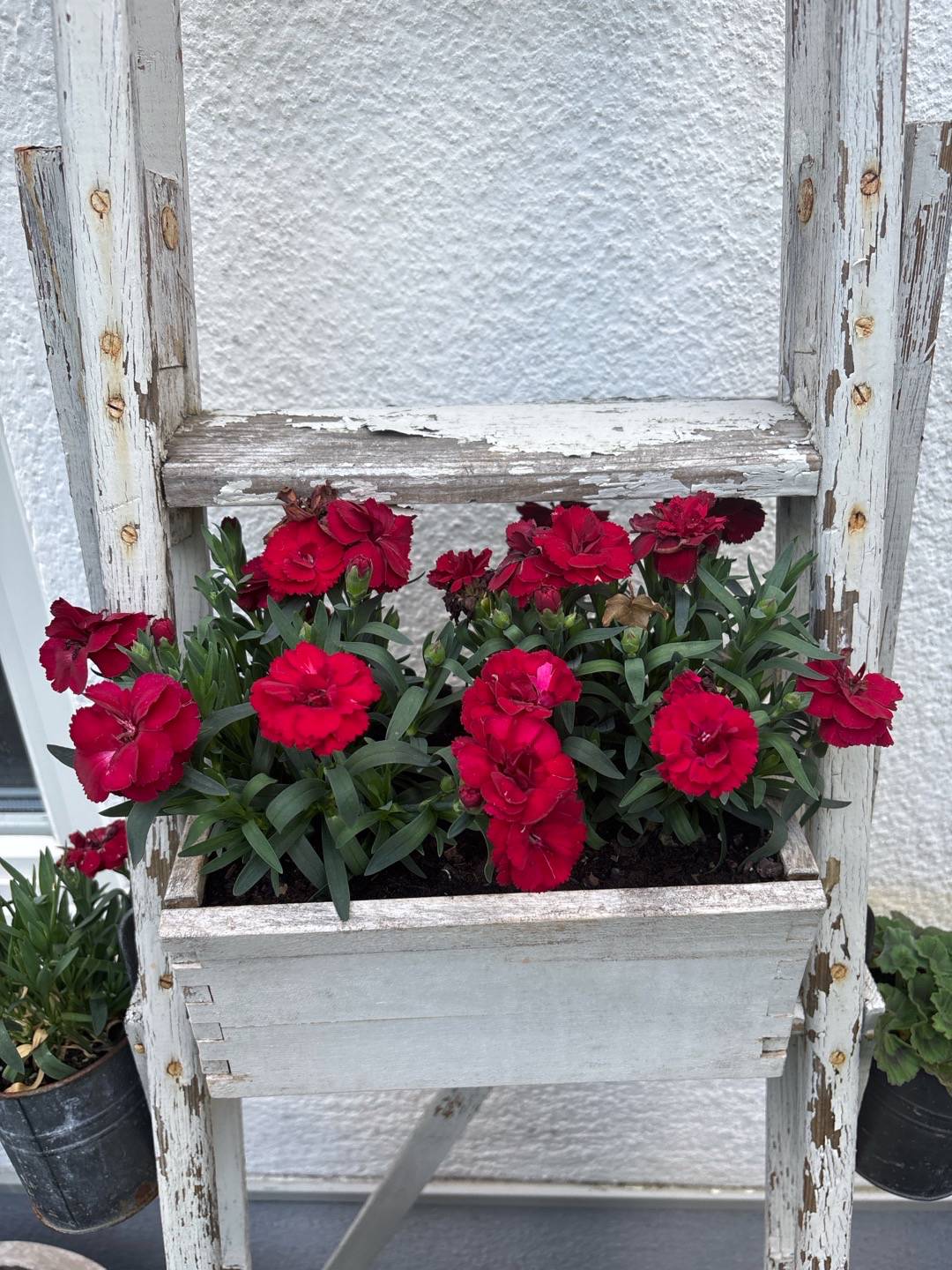 Sjöstadens blomsterträdgård