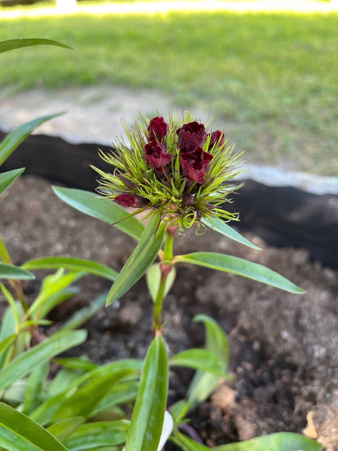 Hotell Hammarstrand Trädgård