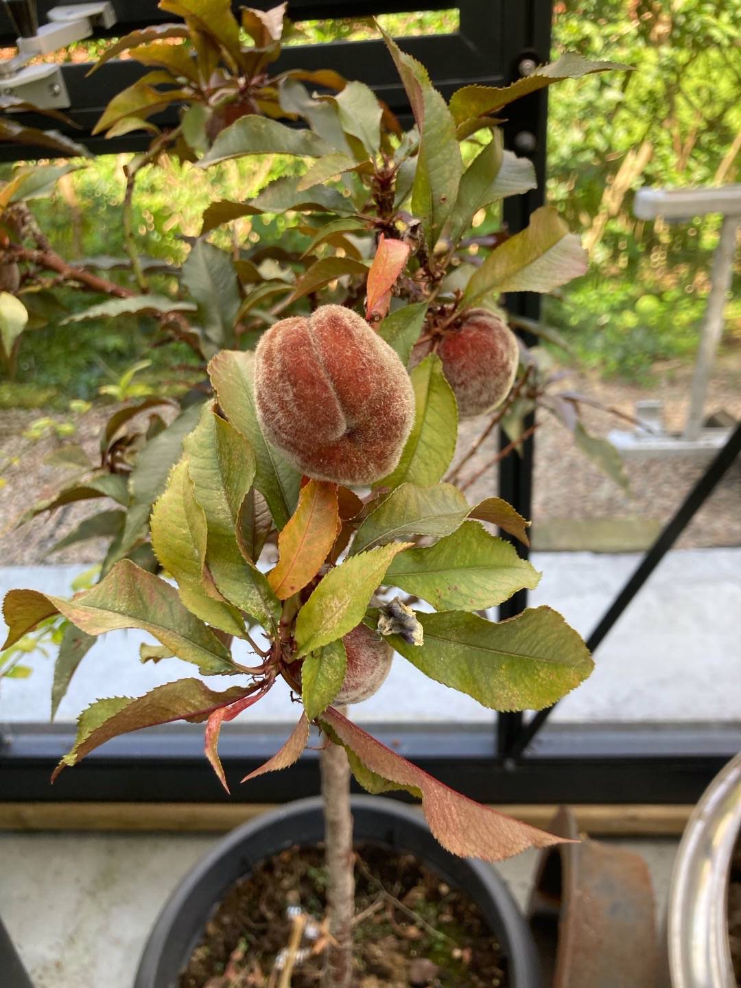 Persika Roter Pumucki