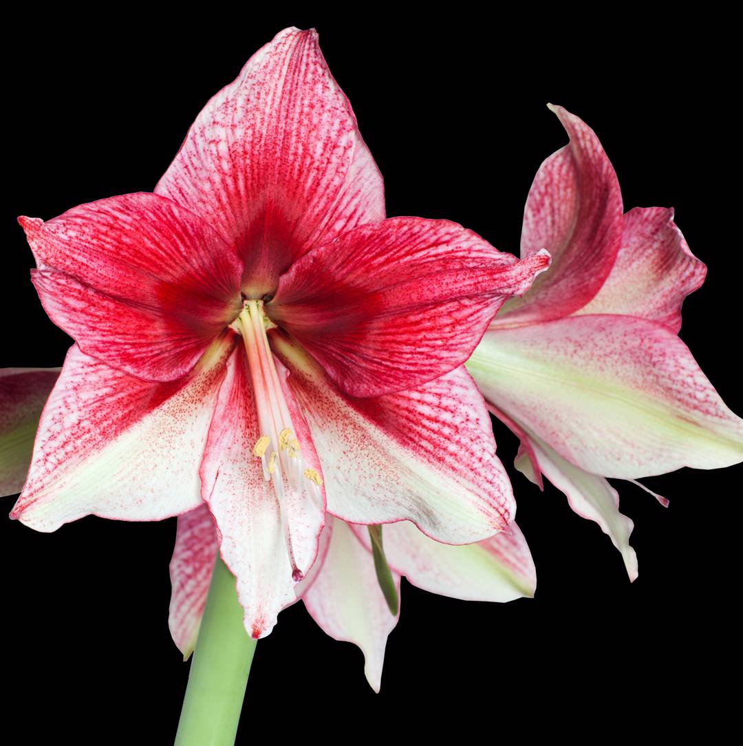Amaryllis Tosca