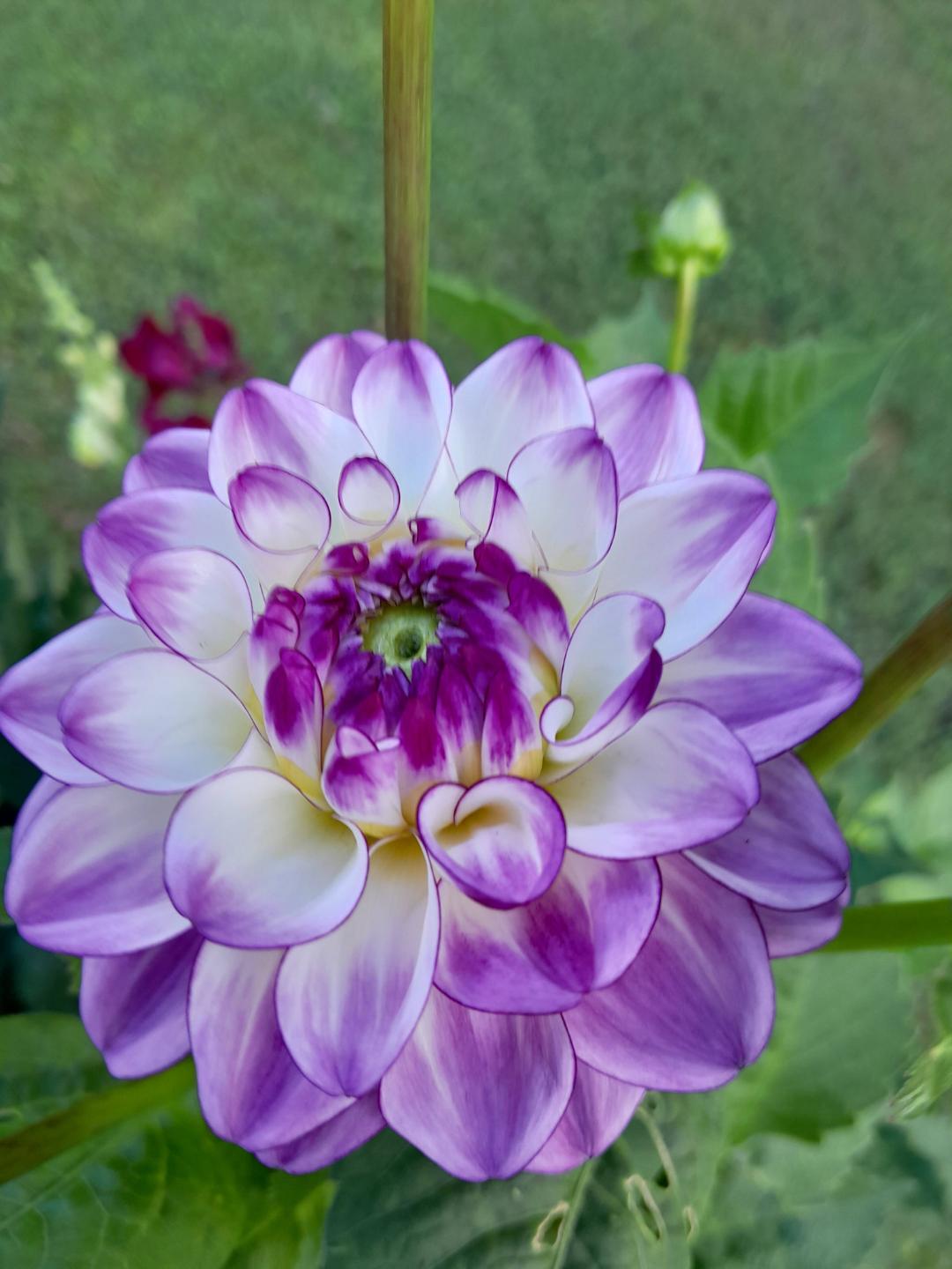 Dahlia Dreaming Maid