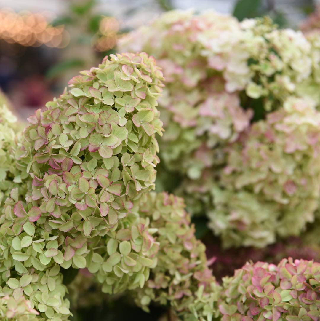 Syrenhortensia 