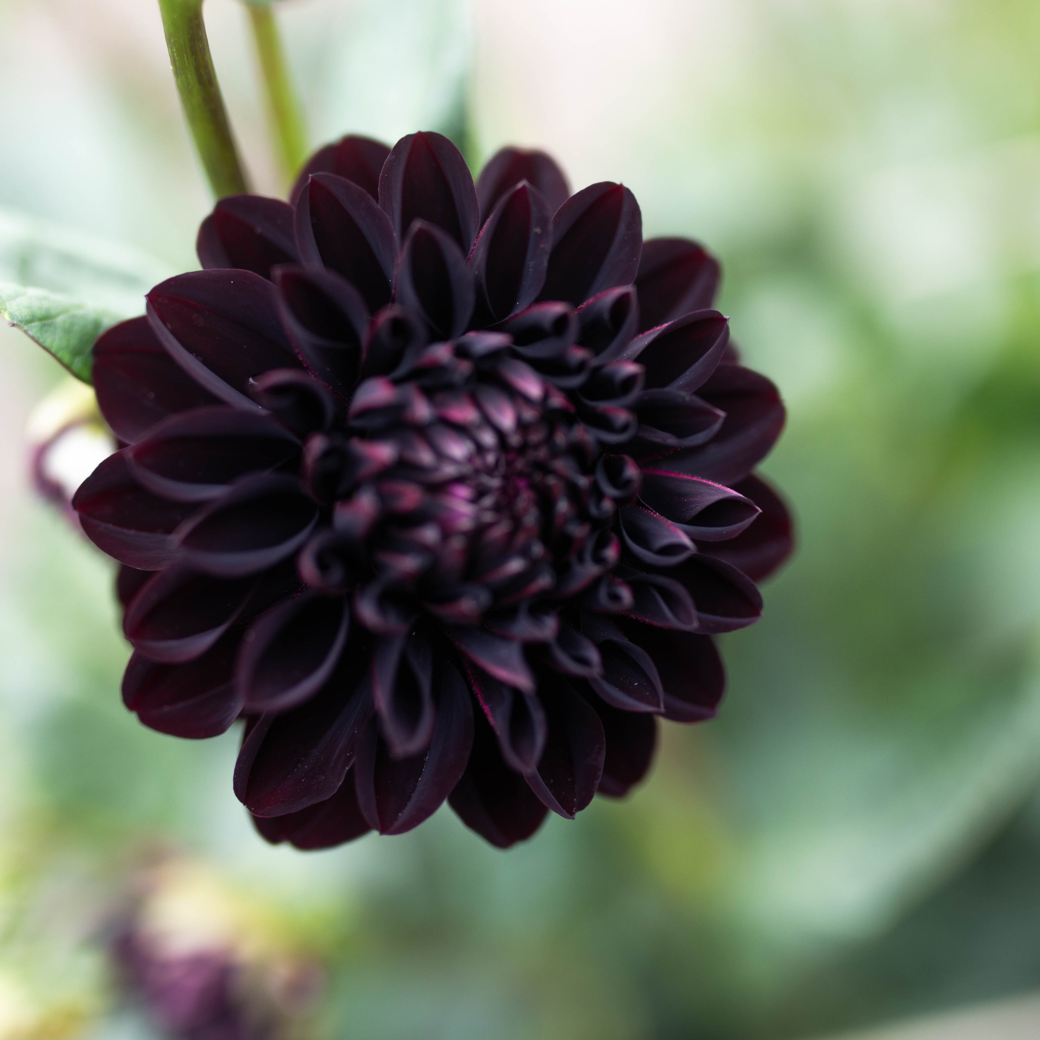 Dahlia La Recoleta