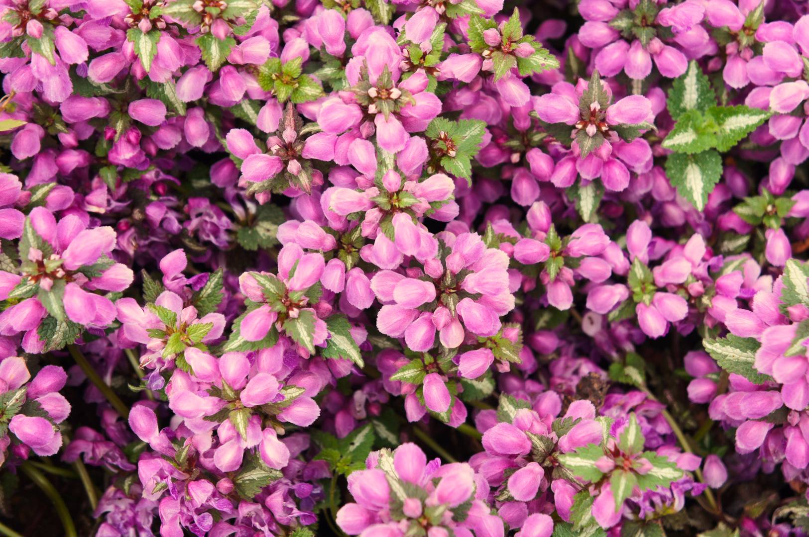 Rosenplister Pink Pewter
