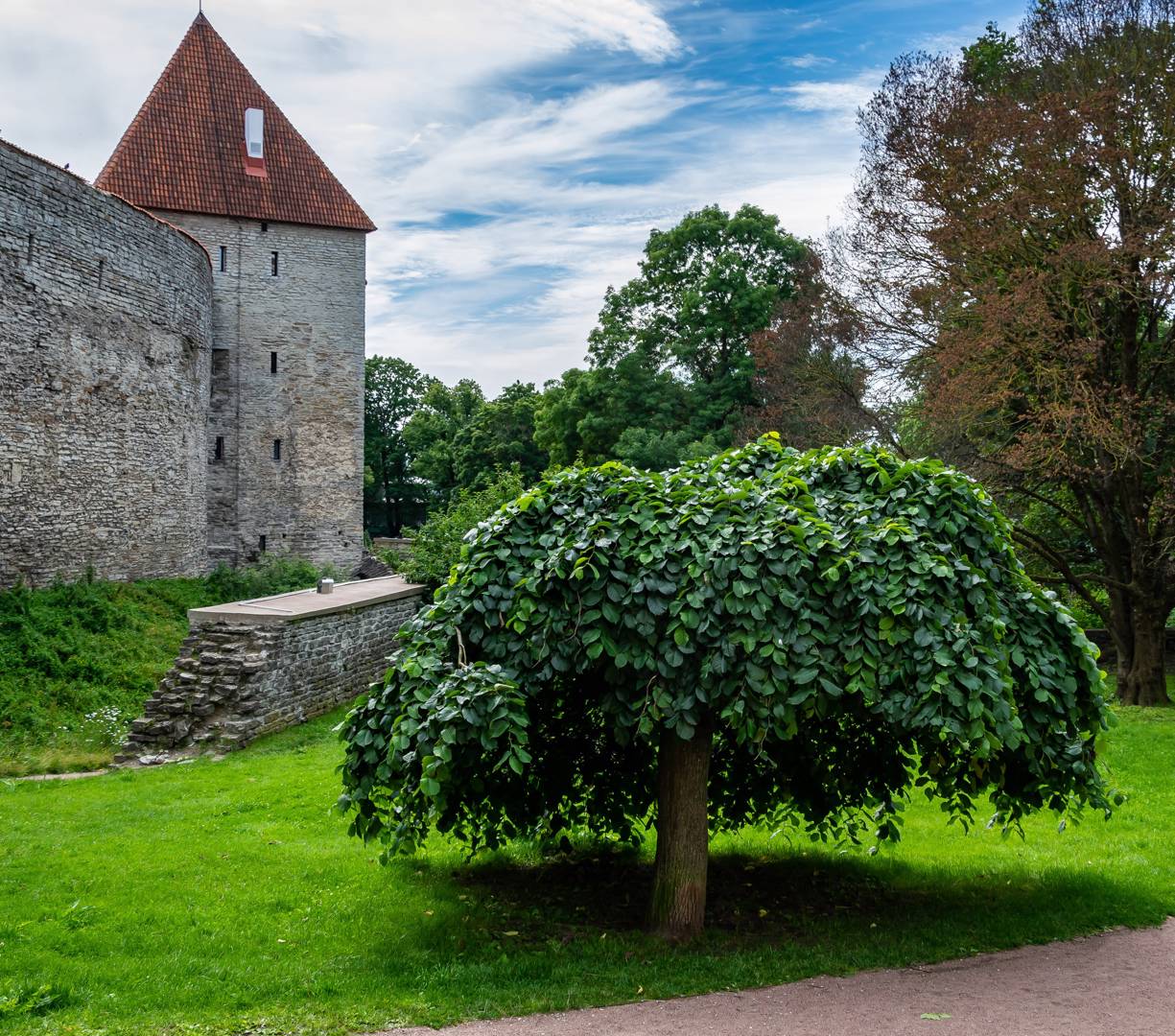 Hängalm Camperdownii