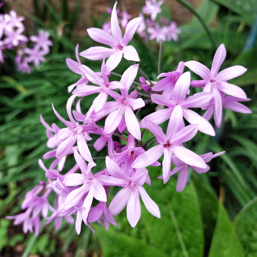 Tulbaghia 