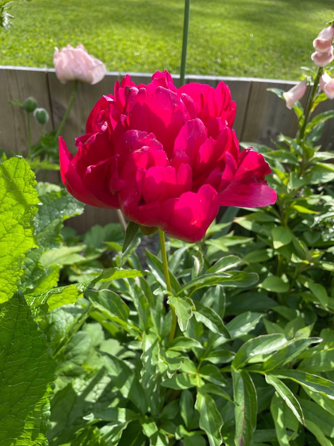 Luktpion Red Magic