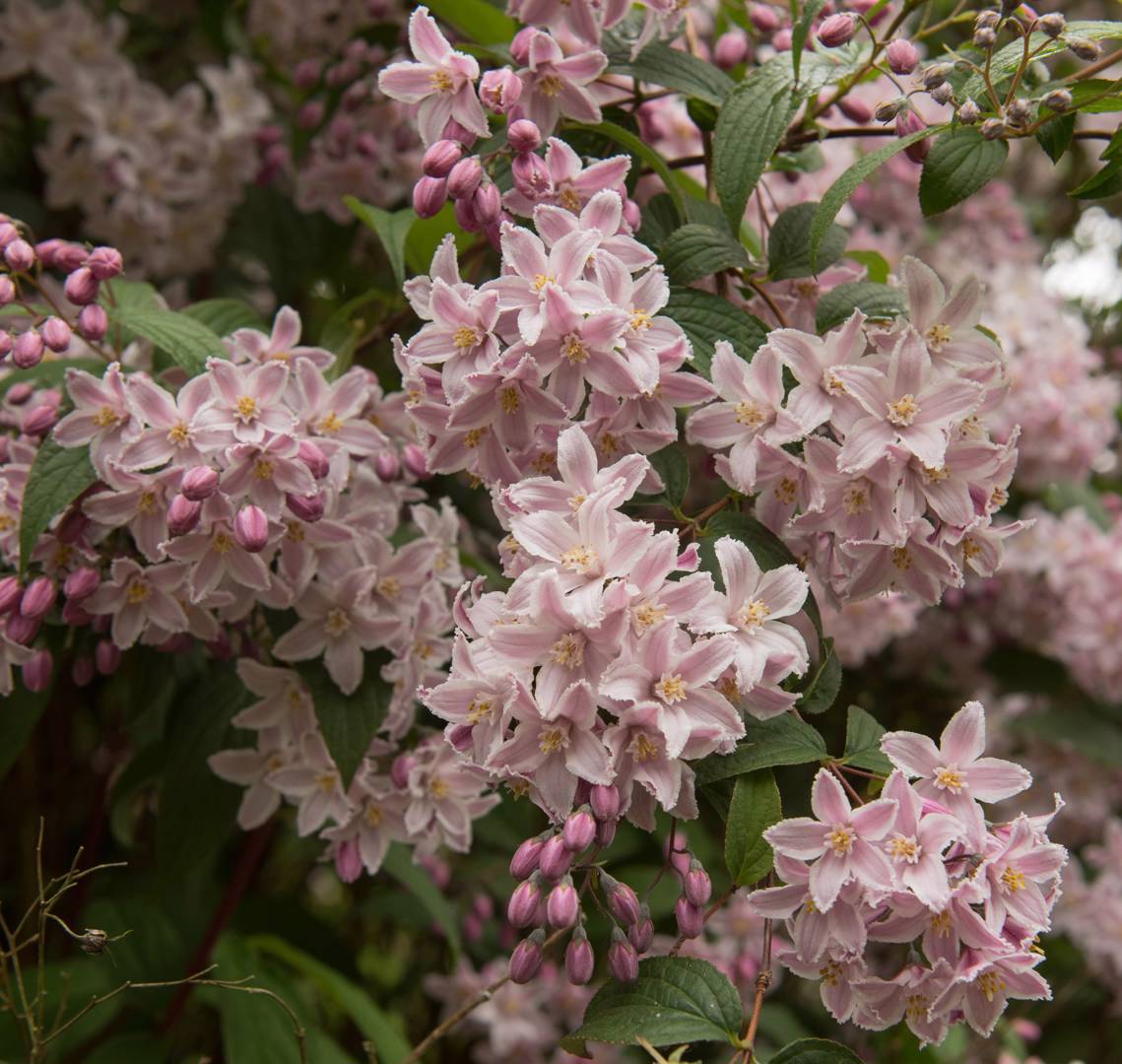 Rosendeutzia Yuki Cherry Blossom
