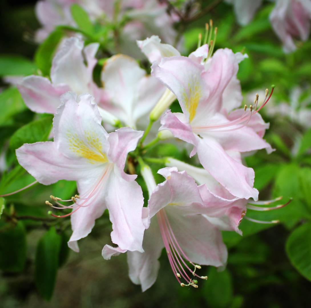 Azalea Sylphides